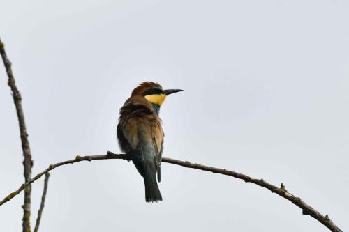 Guêpier d'Europe (immature)