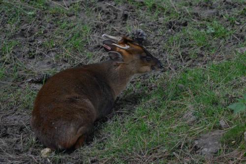 Muntjac de Reeves