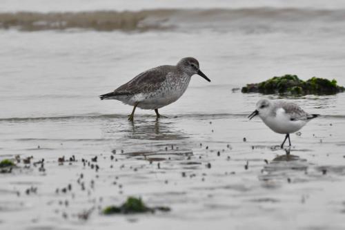 Bécasseaux maubèche et sanderling