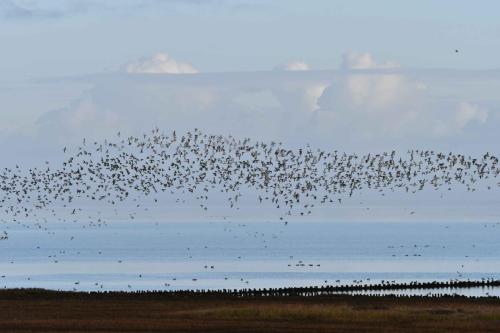 Vol de Pluviers dorés