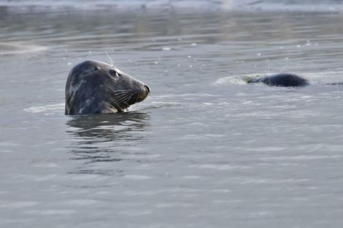 Phoques gris
