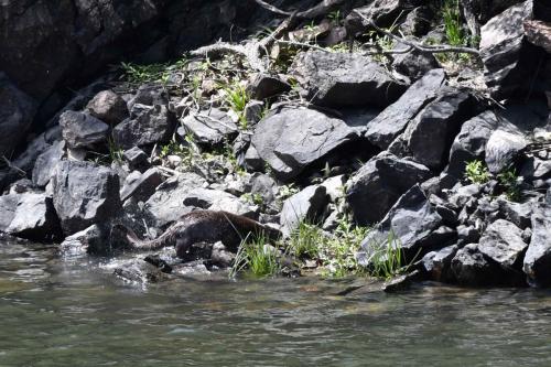 Loutre d'Europe sur le Rio Tajo à la Portilla del Tiètar