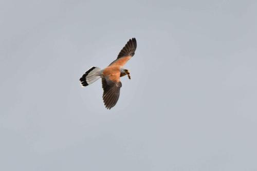 Faucon crécerellette