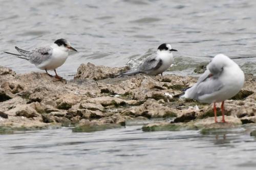 Sterne pierregarin, Sterne arctique et mouette rieuse