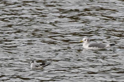 Mouette pygmée (1ère année) et Mouette tridactyle (adulte)