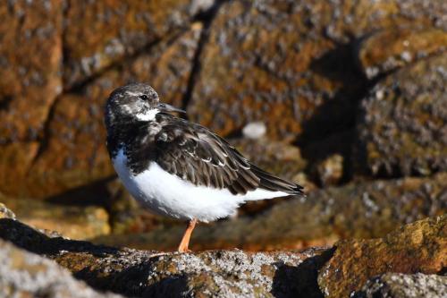 Tournepierre à collier