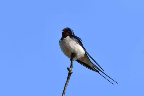 Hirondelle  rustique