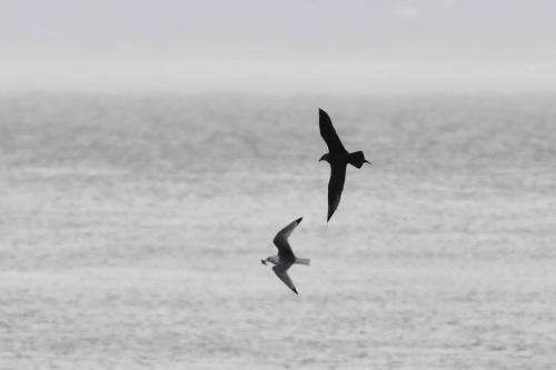 Labbe parasite et mouette tridactyle
