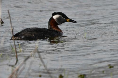Grèbe jougris