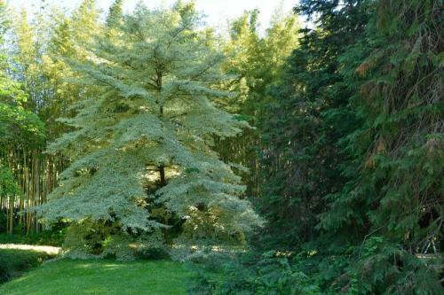 Cornouiller des pagodes (Cornus controversa)
