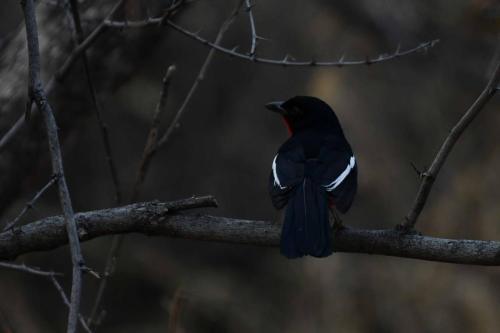 Gonolek rouge et noir