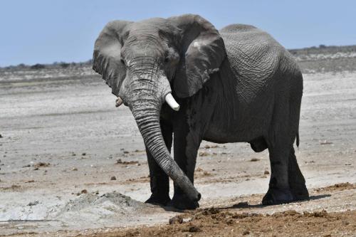 Elephant de savane