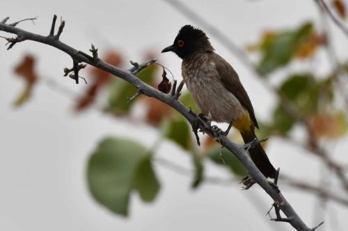 Bulbul brunoir