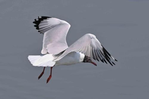 Mouette du Tibet