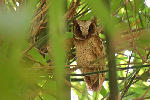 Petit-duc à front blanc