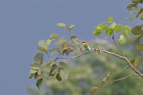 Guêpier de Leschenault