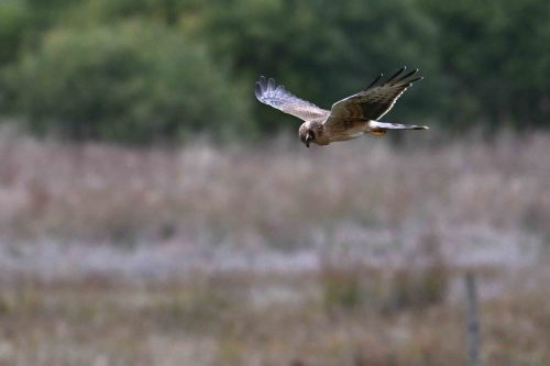 Busard Saint-Martin (Juvénile)