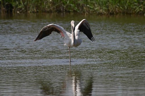 Flamant rose