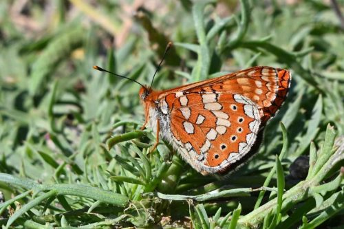 Damier de la succise (Euphydryas aurinia beckeri)