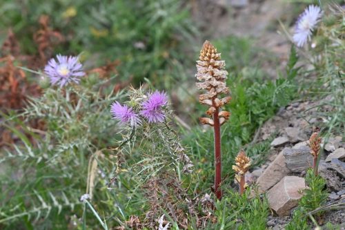 Orobanche