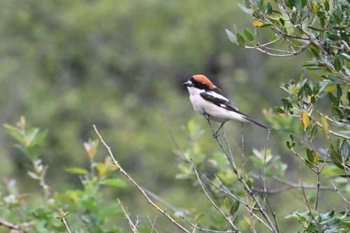 Pie-grièche à tête rousse