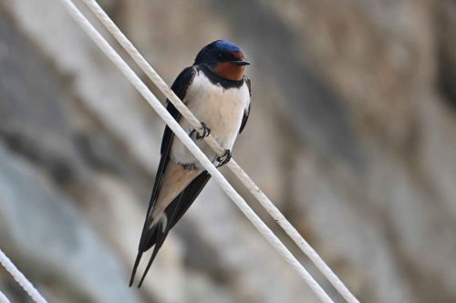 Hirondelle rustique