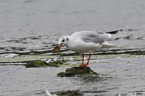 Mouette rieuse
