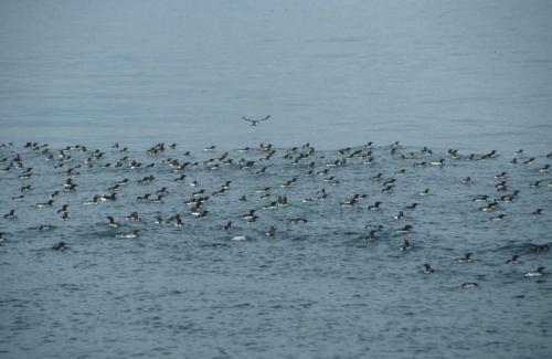 Guillemots de troïl