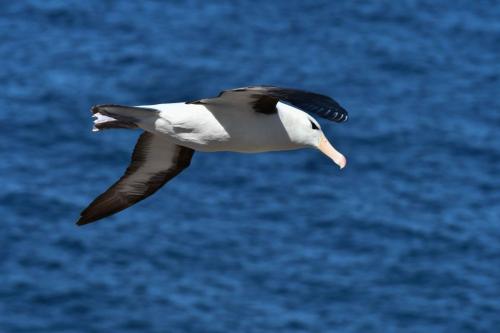 Albatros à sourcils noirs