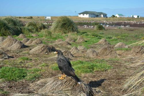 Caracara austral