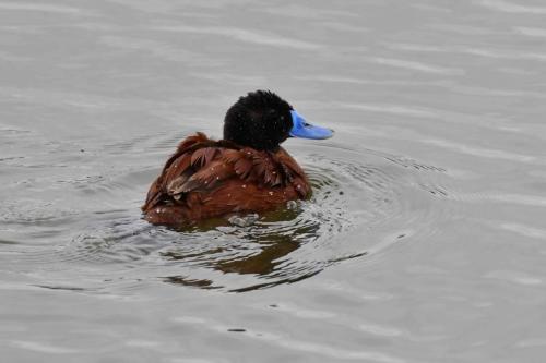 Érismature ornée (mâle)