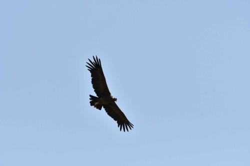 Condor des Andes (immature)