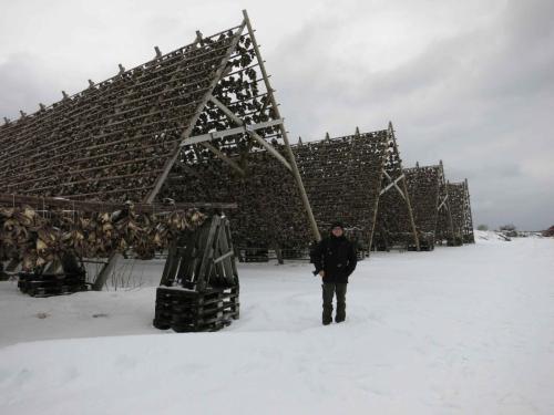 Têtes de morues sur les séchoirs