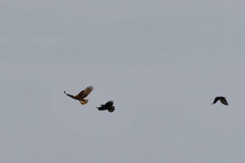 Busard des roseaux (femelle) et corneilles noires
