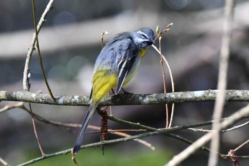 Bergeronnette des ruisseaux (mâle)