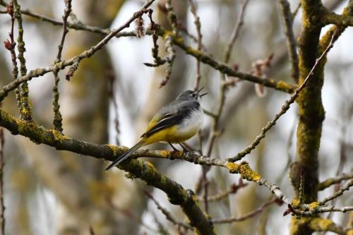 Bergeronnette des ruisseaux