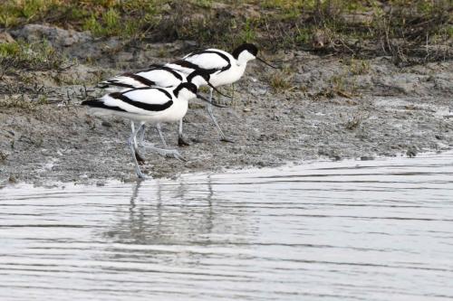 Avocettes élélgantes