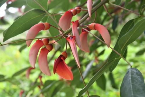 Erythrine crête de coq (Erytrina Crista galli)