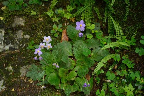 Ramonde des Pyrénées