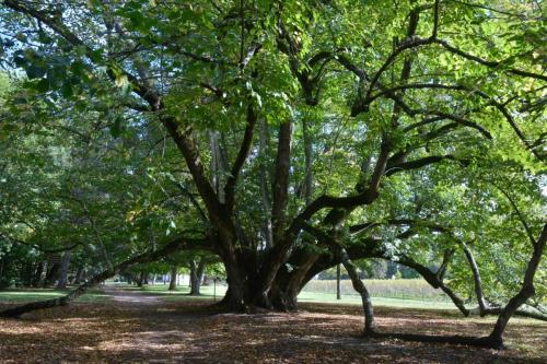 Cheverny