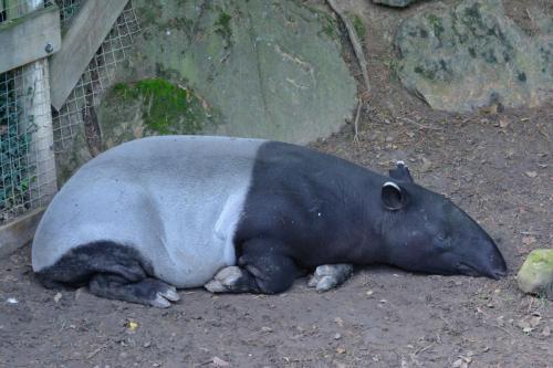 Tapir malais