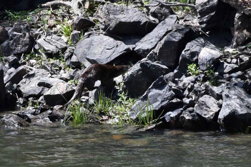 Loutre d'Europe sur le Rio Tajo à la Portilla del Tiètar