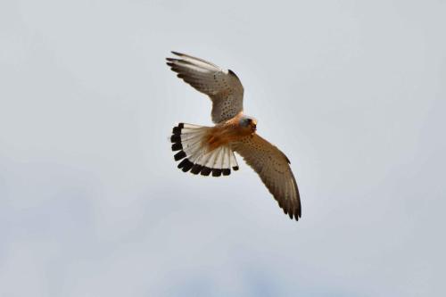 Faucon crécerellette