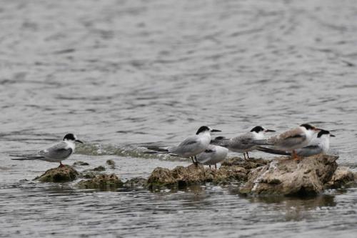 Sterne arctique et sternes pierregarins