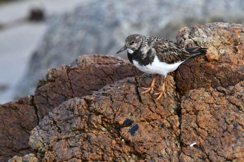 Tournepierre à collier