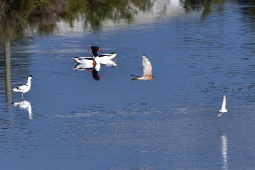 Attaque d'un Epervier d'Europe sur un Bécasseau variable, sans succès.