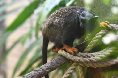 Tamarin à mains rousses