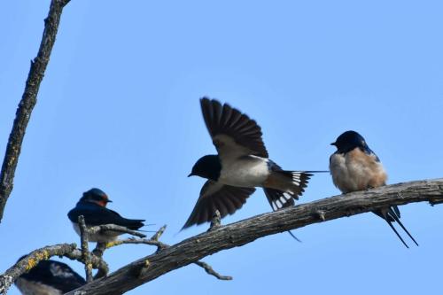 Hirondelles rustiques