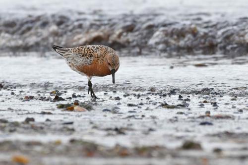 Bécasseau maubèche