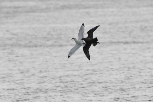 Labbe parasite et mouette tridactyle